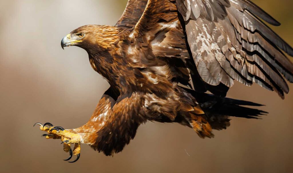 un águila aterrizando que simboliza el poder del Club América