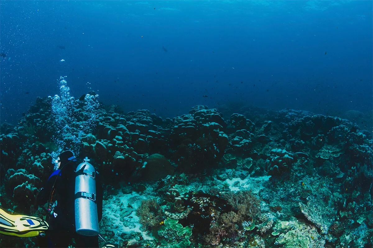 buceo